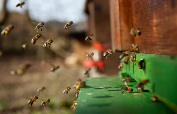 Enter the beehive — Stock Photo, Image
