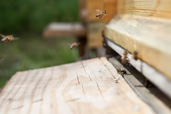 Las abejas entran en la colmena — Foto de Stock