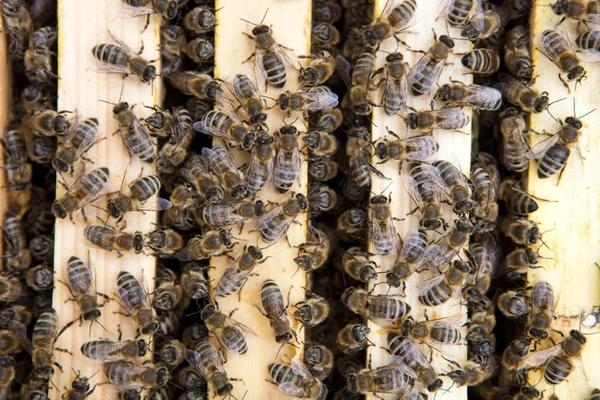 Primer plano de las abejas que viven en una colmena — Foto de Stock