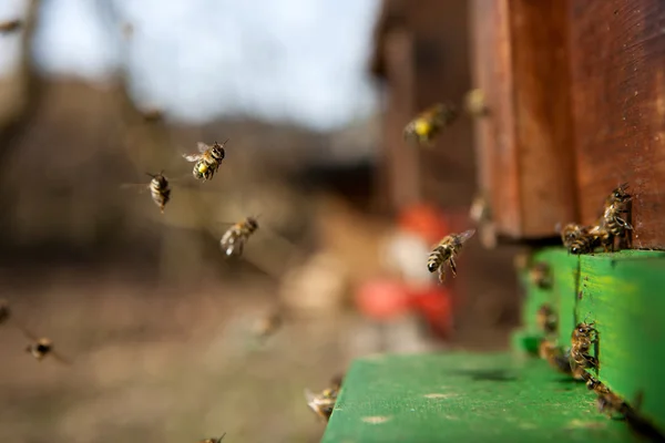 Adja meg a méhkaptár Jogdíjmentes Stock Képek