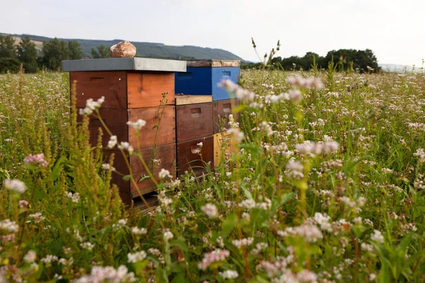 Beehives in a buckwheat field Stock Picture