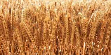 Wheat clipart