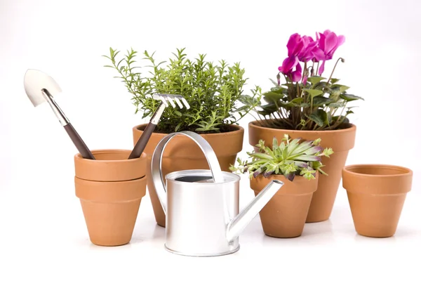 Flowers and garden tools — Stock Photo, Image