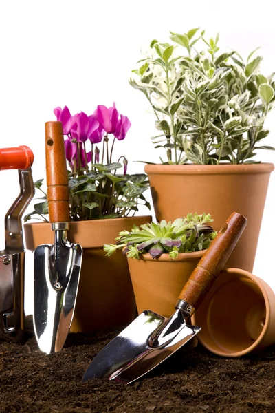 Kwiaty i narzędzia ogrodowe — Zdjęcie stockowe