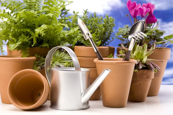 Flowers and garden tools — Stock Photo, Image