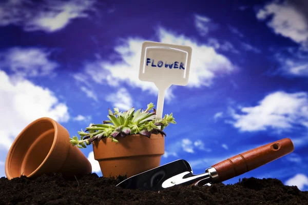 Flores e ferramentas de jardim — Fotografia de Stock