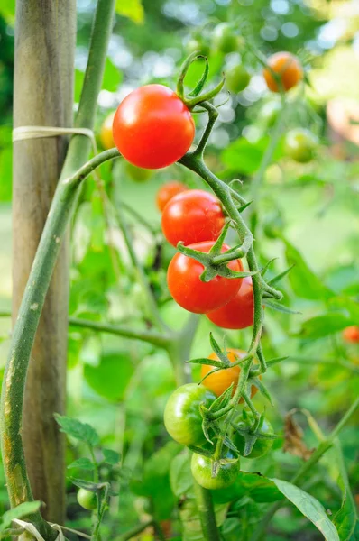 Cherry tomatoes. — Stock Photo, Image