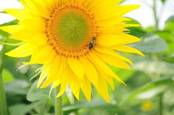 stock image Sunflower and bee