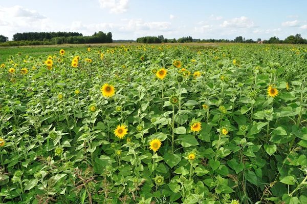 stock image Sunflowers