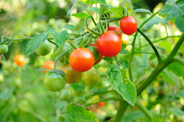 Tomates cereja . Fotografias De Stock Royalty-Free