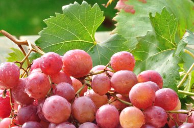 Table grapes clipart