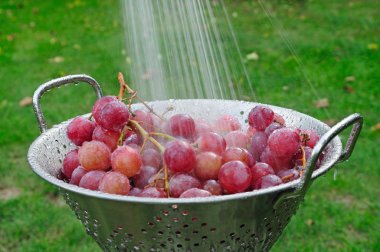 Washing the grapes. clipart