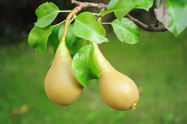 Pears fruits — Stock Photo, Image