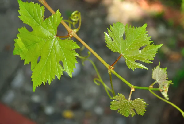 Grape Leaves — Stock Photo, Image