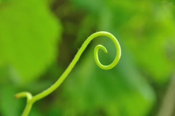 stock image Grapevine shoot