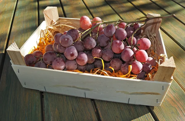 Плоды винограда — стоковое фото