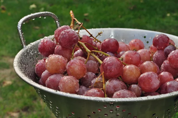 Winogrona na durszlak. — Zdjęcie stockowe