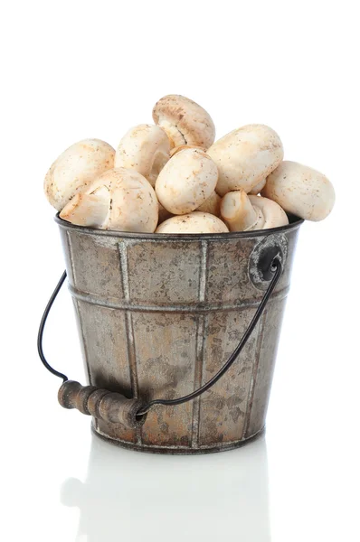 Cogumelos em balde — Fotografia de Stock