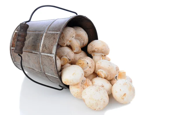 Cogumelos derramando do balde — Fotografia de Stock