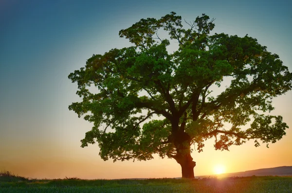 Färgstark solnedgång med träd — Stockfoto