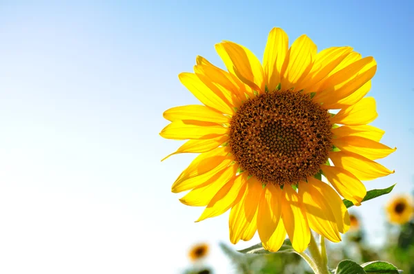 Beautiful sunflowers with blue sky — Stock Photo, Image