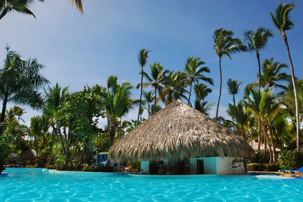 Palmiye ve Yüzme Havuzu — Stok fotoğraf