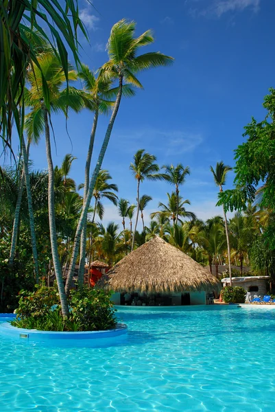Palmiye ve Yüzme Havuzu — Stok fotoğraf