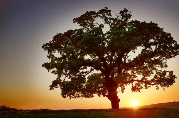 Velký zelený strom a západ slunce — Stock fotografie