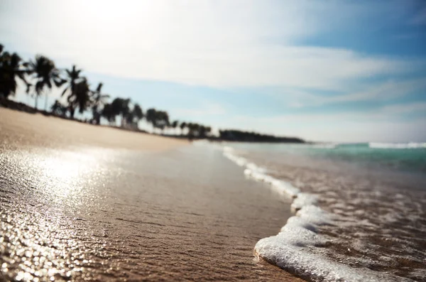 Tropisch strand met dof — Stockfoto