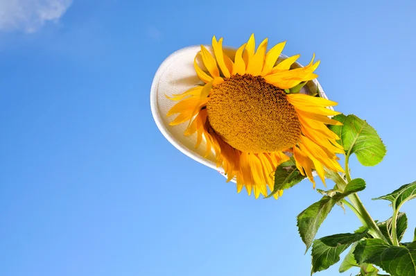 Funny sunflowers with blue sky and hat — Stock Photo, Image