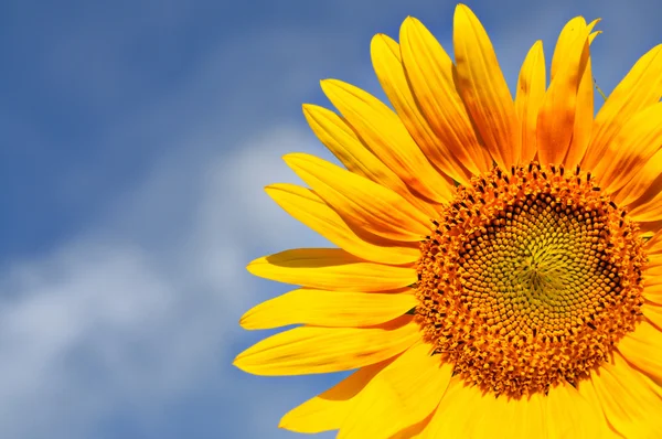 Part of beautiful sunflowers with blue sky — Stock Photo, Image
