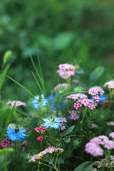 Květinová zahrada — Stock fotografie