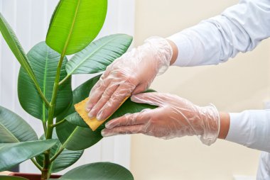 Cleaning ficus plant clipart