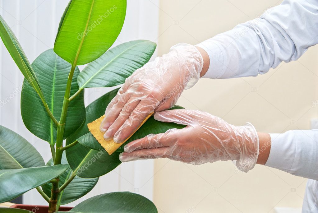 Cleaning ficus plant