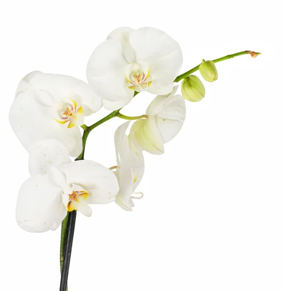 stock image White orchid