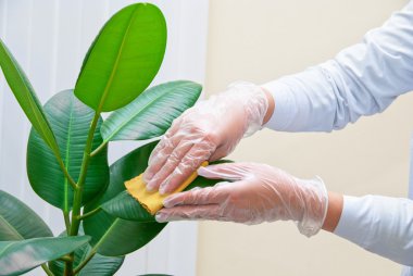 Cleaning ficus plant clipart