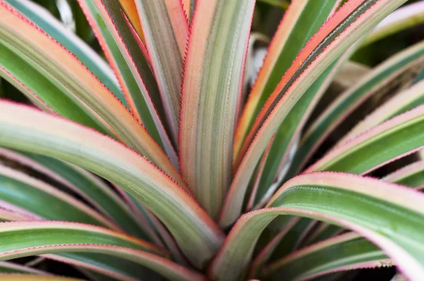 Stock image Pineapple Plant