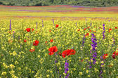 Картина, постер, плакат, фотообои "bright rapeseed field with poppies and delphiniums", артикул 10760128