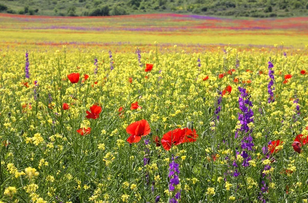 Bright Rapeseed field with poppies and Delphiniums — Stock Photo, Image