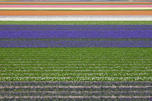 Kolorowe pola tulipanów i hiacynt w Holandii. — Zdjęcie stockowe