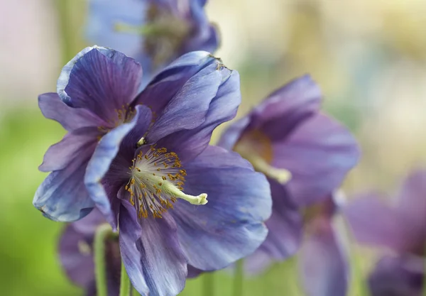 stock image Himalayan blue poppy