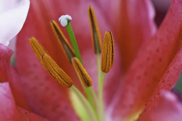 Macro of an asiatic lily — Stock Photo, Image