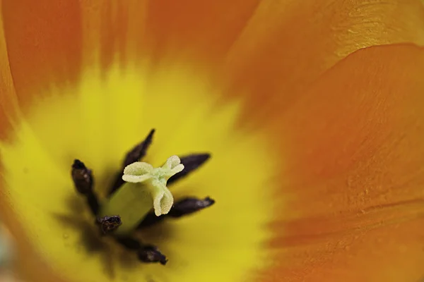 Kajszibarack színes tulipán — Stock Fotó