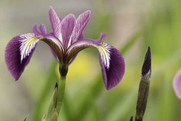 stock image Iris sibirica