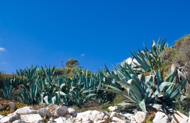 Aloe Plants growing Wild. clipart