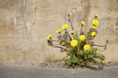 kentsel dandelions