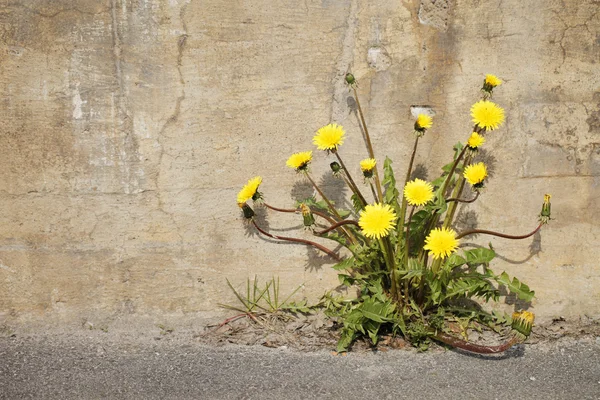 stock image Urban Dandelions