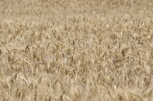 Field of grain — Stock Photo, Image
