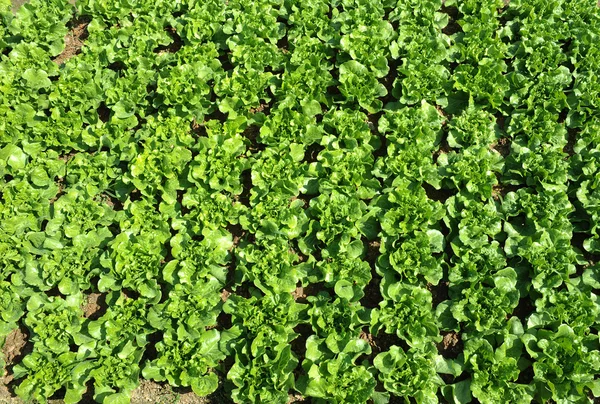 Здоровий салат, що росте в грунті — стокове фото