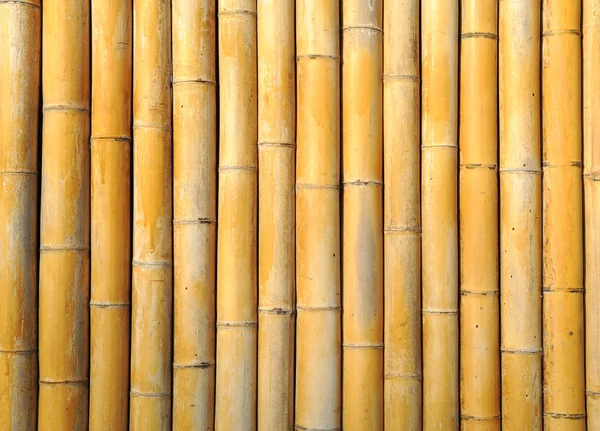 Золотой бамбук — стоковое фото